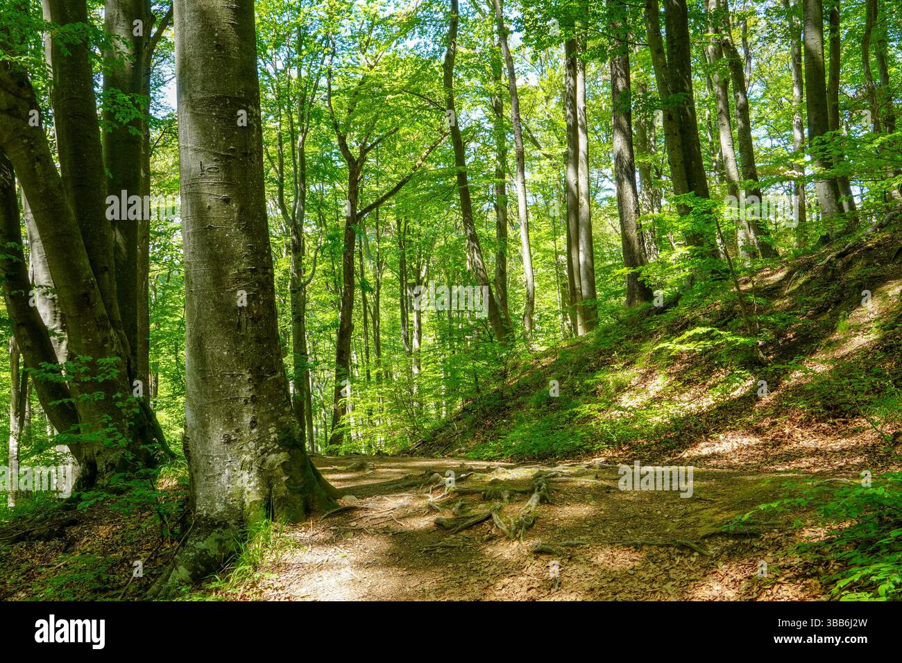 Scena dei sentieri della foresta. Sentiero boschivo. Alberi verdi e sentieri illuminati dal sole. Foto Stock