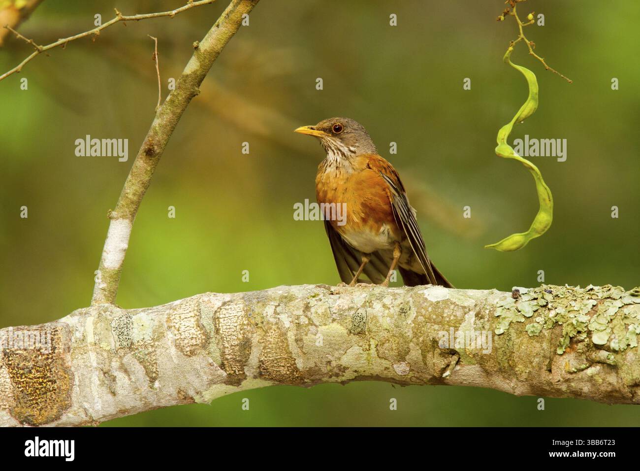Robin Turdus rufopalliatus El Tuito, Jalisco, Messico 9 giugno Turdidae adulti Foto Stock