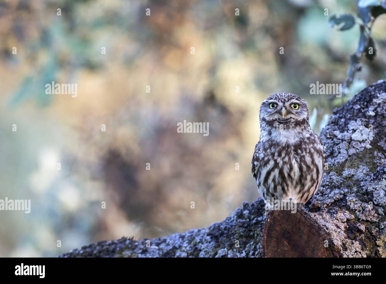 Piccolo Gufo (Athene noctua) arroccato su un albero, Andalusia, Spagna, Europa Foto Stock