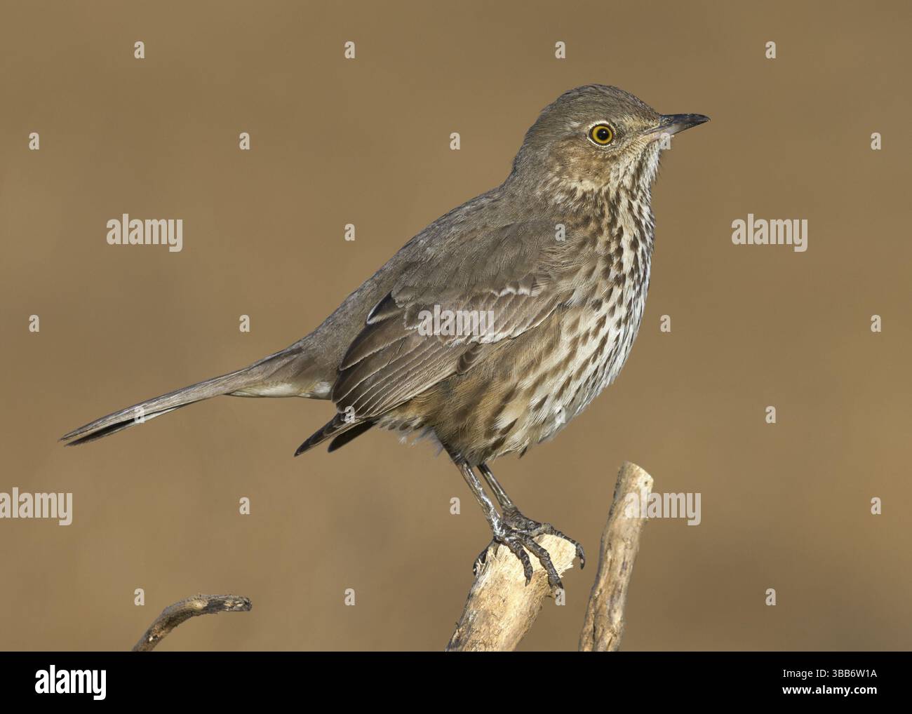 Sage Thrasher (Oreoscoptes montanus), contea di Yolo, California Foto Stock