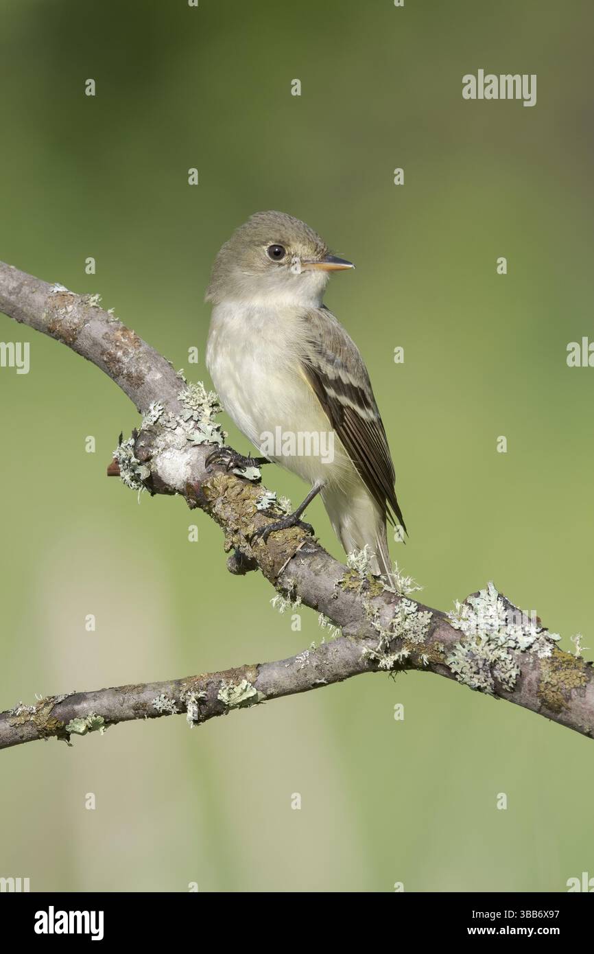 Alder Flycatcher (Empidonax alnorum), Minnesota, Stati Uniti, Nord America Foto Stock