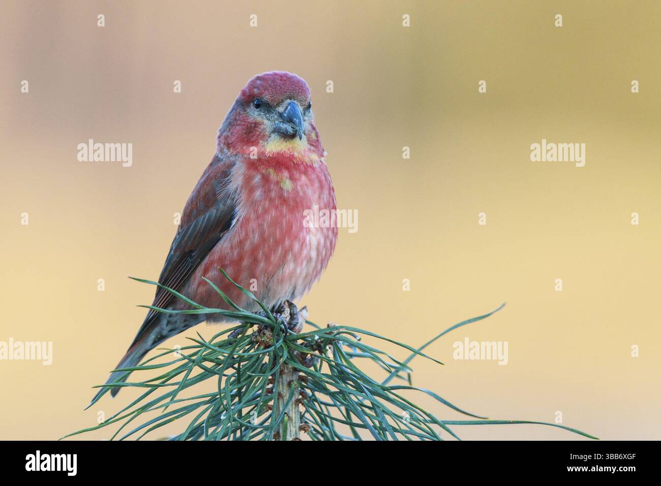 Parrot Crossbill (Loxia pytyopsittacus) maschio arroccato su una filiale, Paesi Bassi Foto Stock