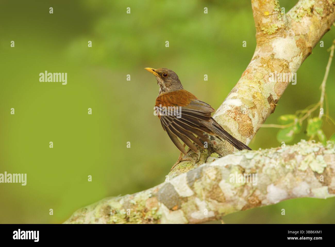 Robin Turdus rufopalliatus El Tuito, Jalisco, Messico 9 giugno Turdidae adulti Foto Stock