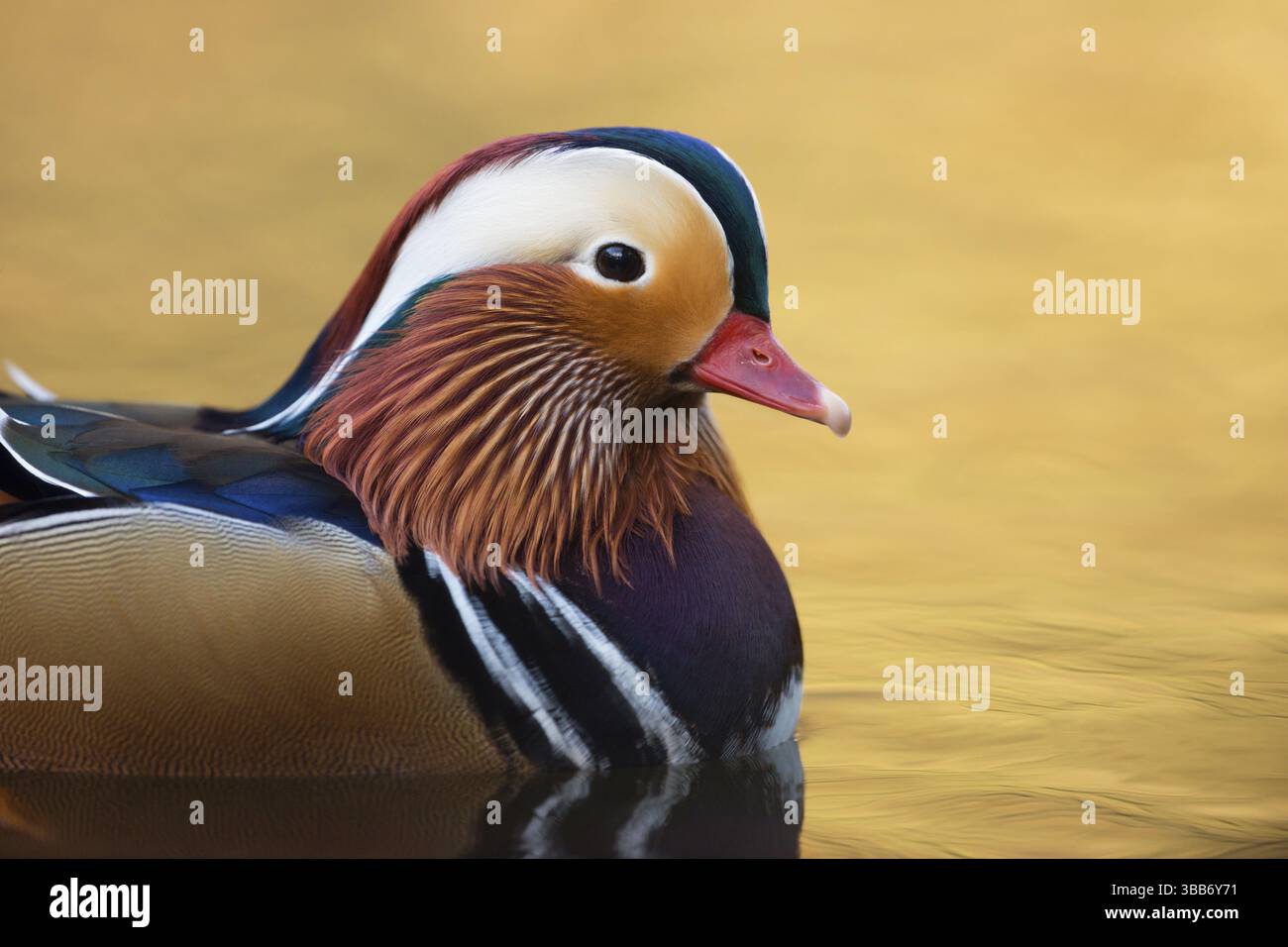 Anatra mandarina (Aix galericulata) maschile, Renania settentrionale-Vestfalia, Germania, Europa Foto Stock