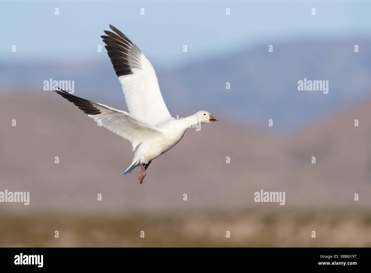Snow Goose (Anser caerulescens) Flying, New Mexico, USA, Nord America Foto Stock
