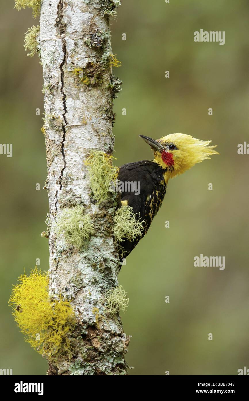 Picchio biondo (Celeus flavescens) arroccato su un ramo nella regione della foresta pluviale atlantica del Brasile Foto Stock