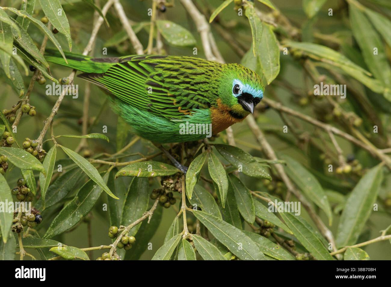 Tanager dal petto audace (Tangara desmaresti) arroccato su un ramo nella regione della foresta pluviale atlantica del Brasile Foto Stock