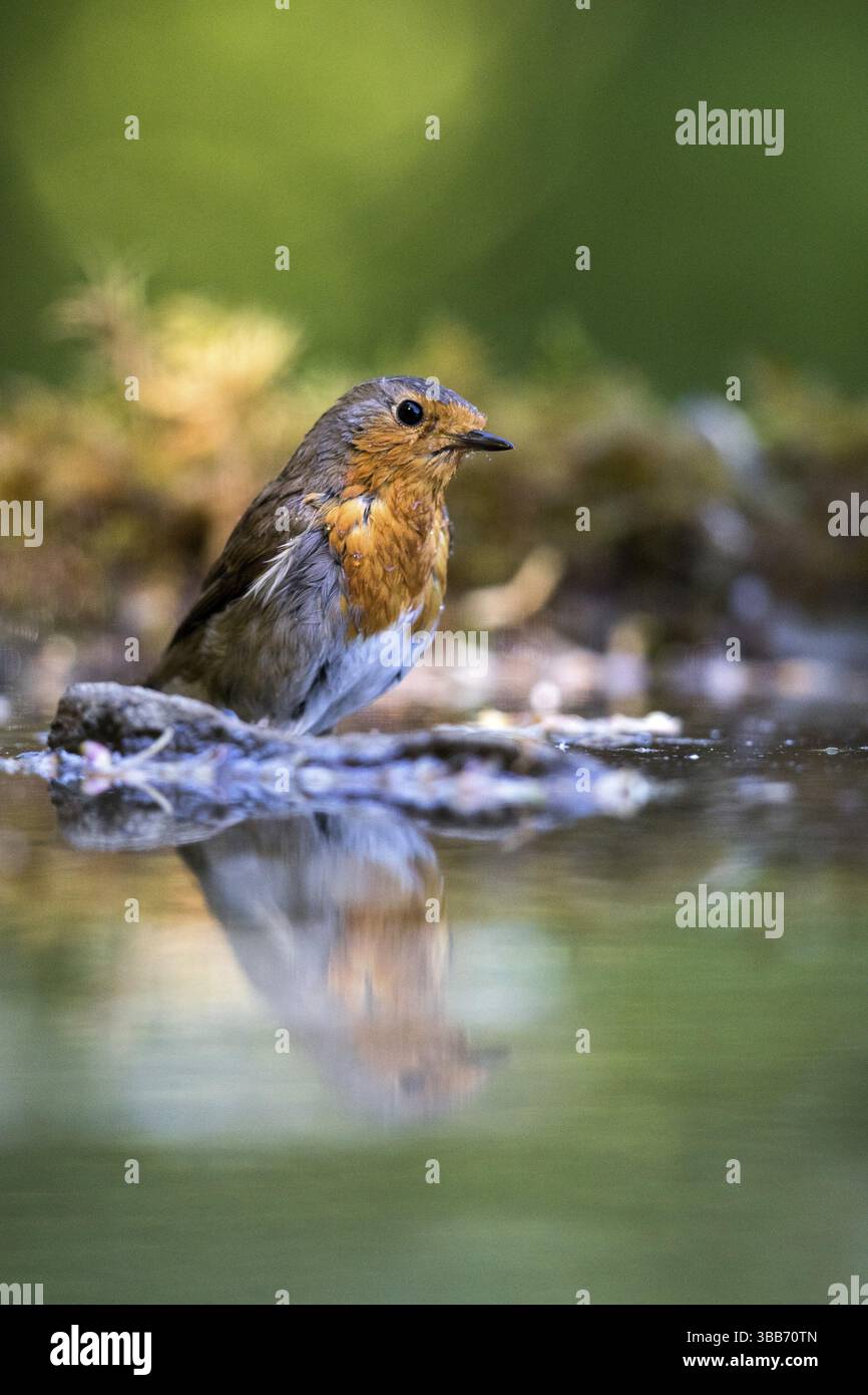 Robin europeo (erithacus rubecula) arroccato in una pozza d'acqua, i Carpazi, la Romania, l'Europa Foto Stock
