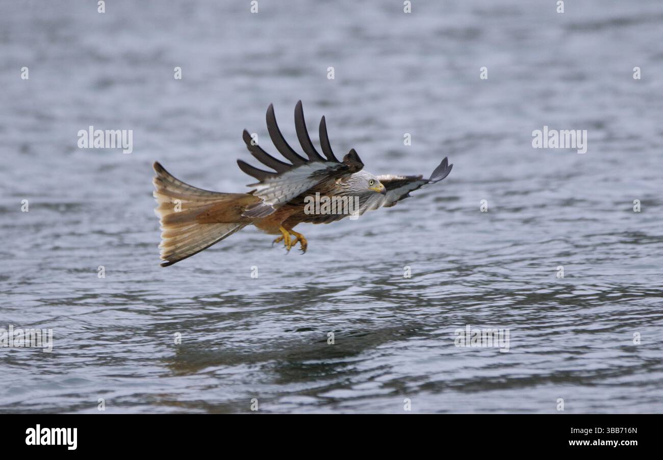 Rotmilan, lat. Milvus milvus, Altvogel im Jagdflug auf einen im Wasser treibenden toten Fisch Foto Stock
