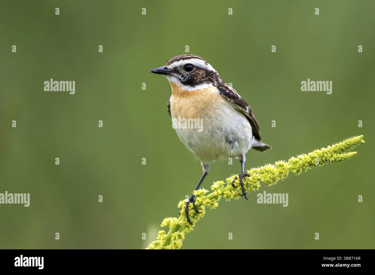Whinchat (Saxicola rubetra) maschio arroccato sul razzo di Dyer (Reseda luteola), Meclemburgo-Pomerania occidentale, Germania, Europa Foto Stock