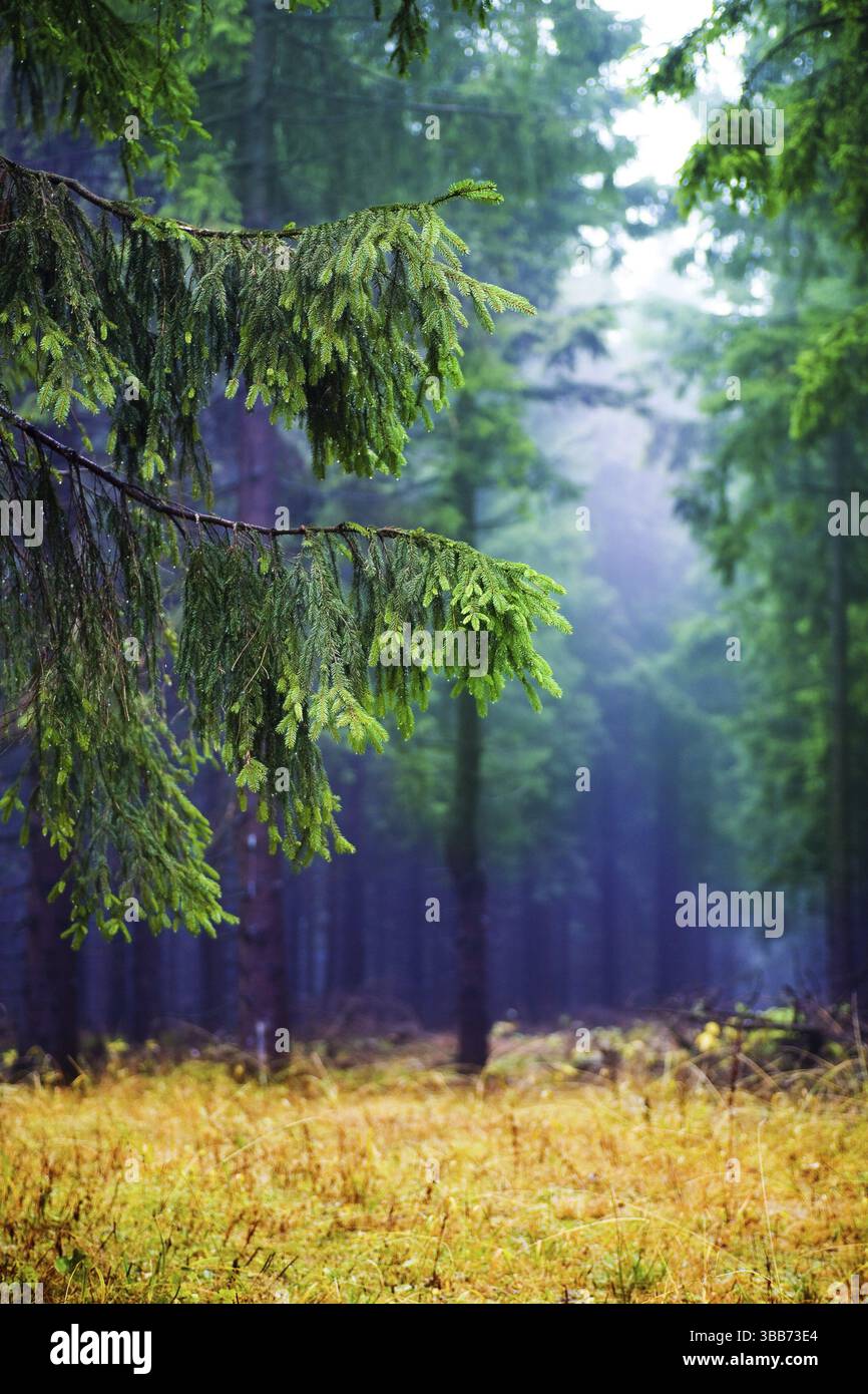 La scena della foresta autunnale. I boschi nebbiosi Foto Stock