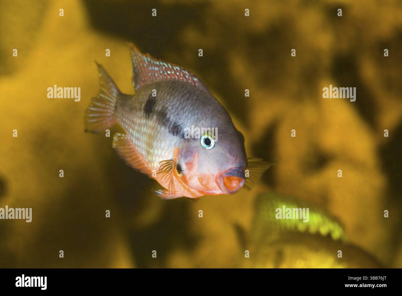 Pesci d'acquario Foto Stock