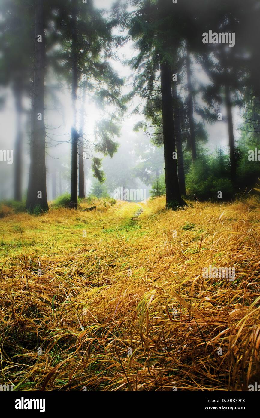 La scena della foresta autunnale. I boschi nebbiosi Foto Stock