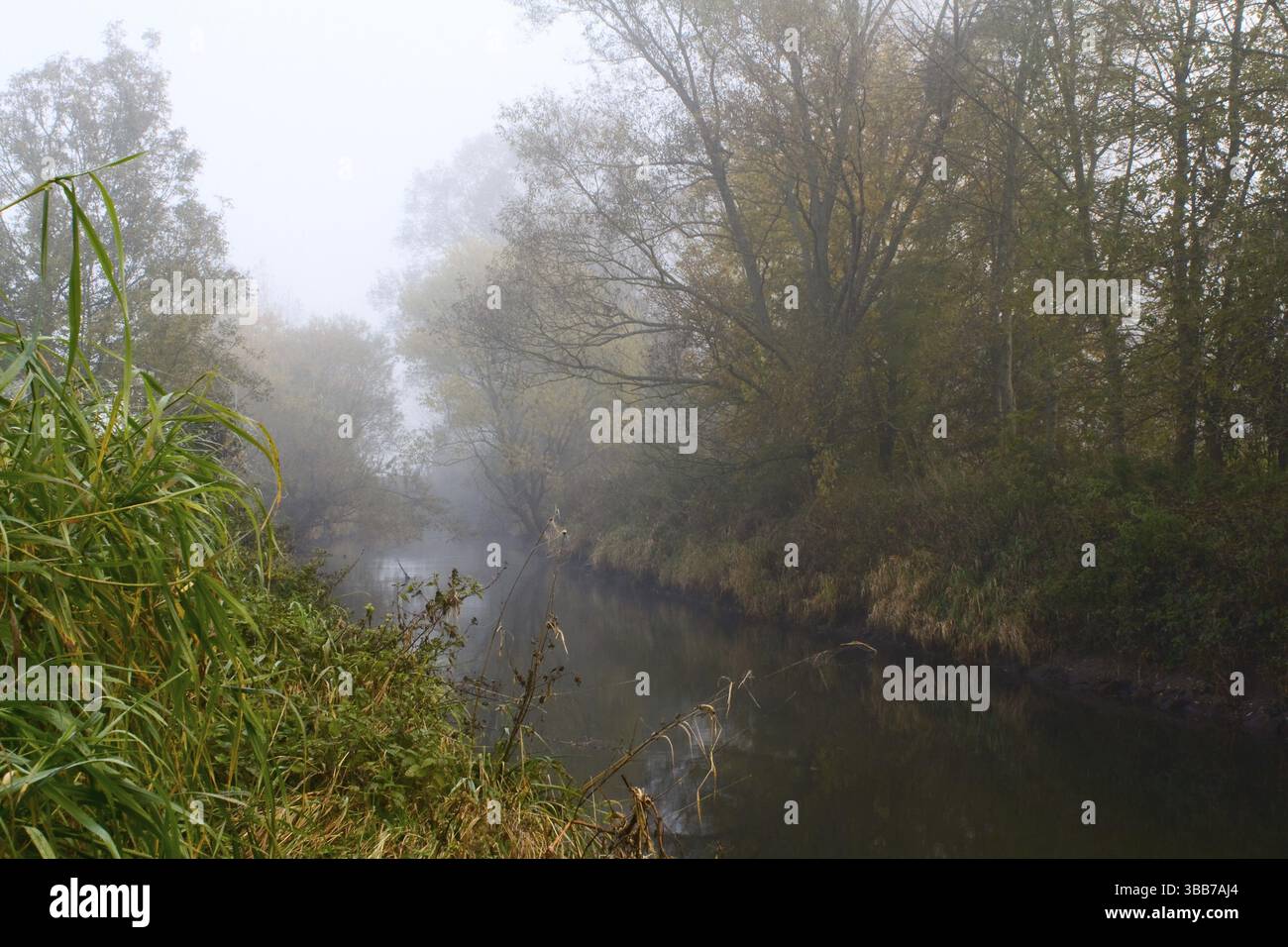 Pesci d'acquario Foto Stock