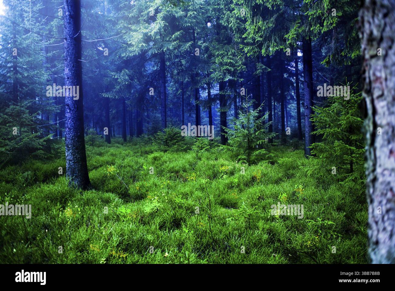 La scena della foresta autunnale. I boschi nebbiosi Foto Stock