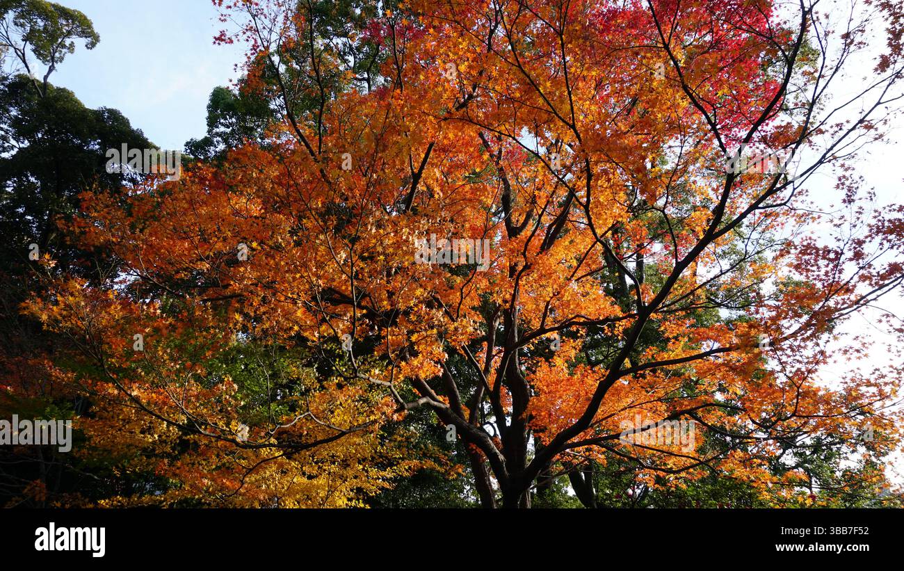 Riflessioni autunnali: Lo splendore stagionale del giardino di Shirotori Foto Stock