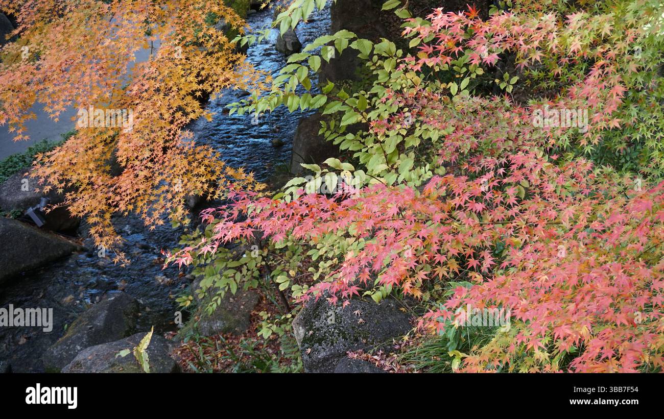 Riflessioni autunnali: Lo splendore stagionale del giardino di Shirotori Foto Stock