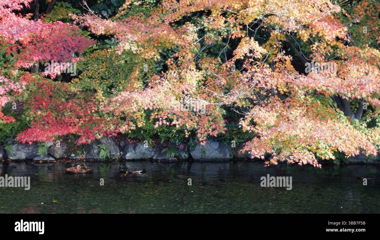 Riflessioni autunnali: Lo splendore stagionale del giardino di Shirotori Foto Stock