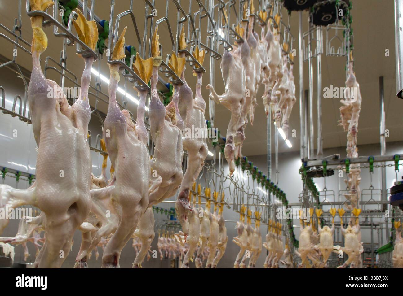 personale del trasportatore, operai e processo tecnologico di produzione di semilavorati di pollo Foto Stock