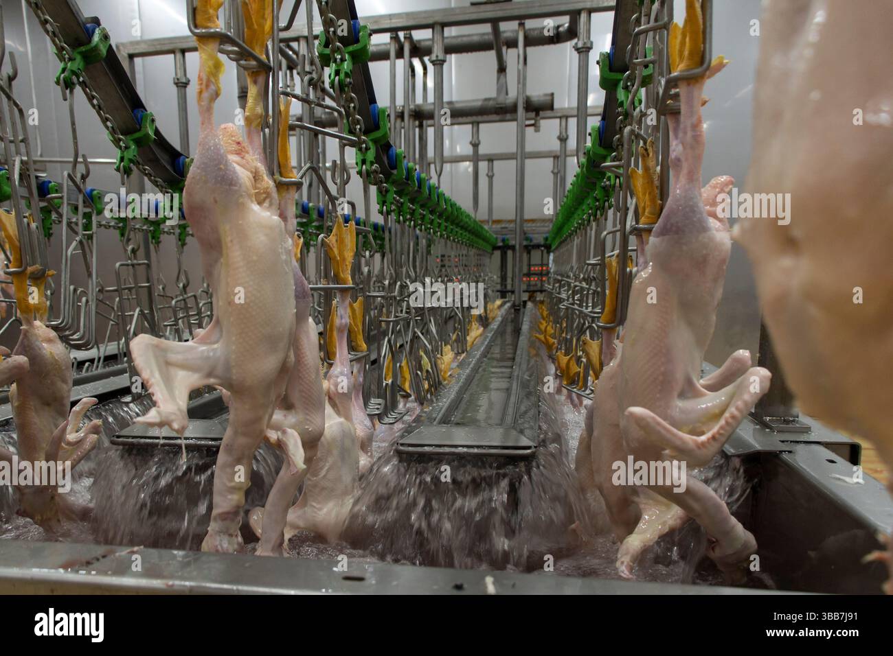 personale del trasportatore, operai e processo tecnologico di produzione di semilavorati di pollo Foto Stock