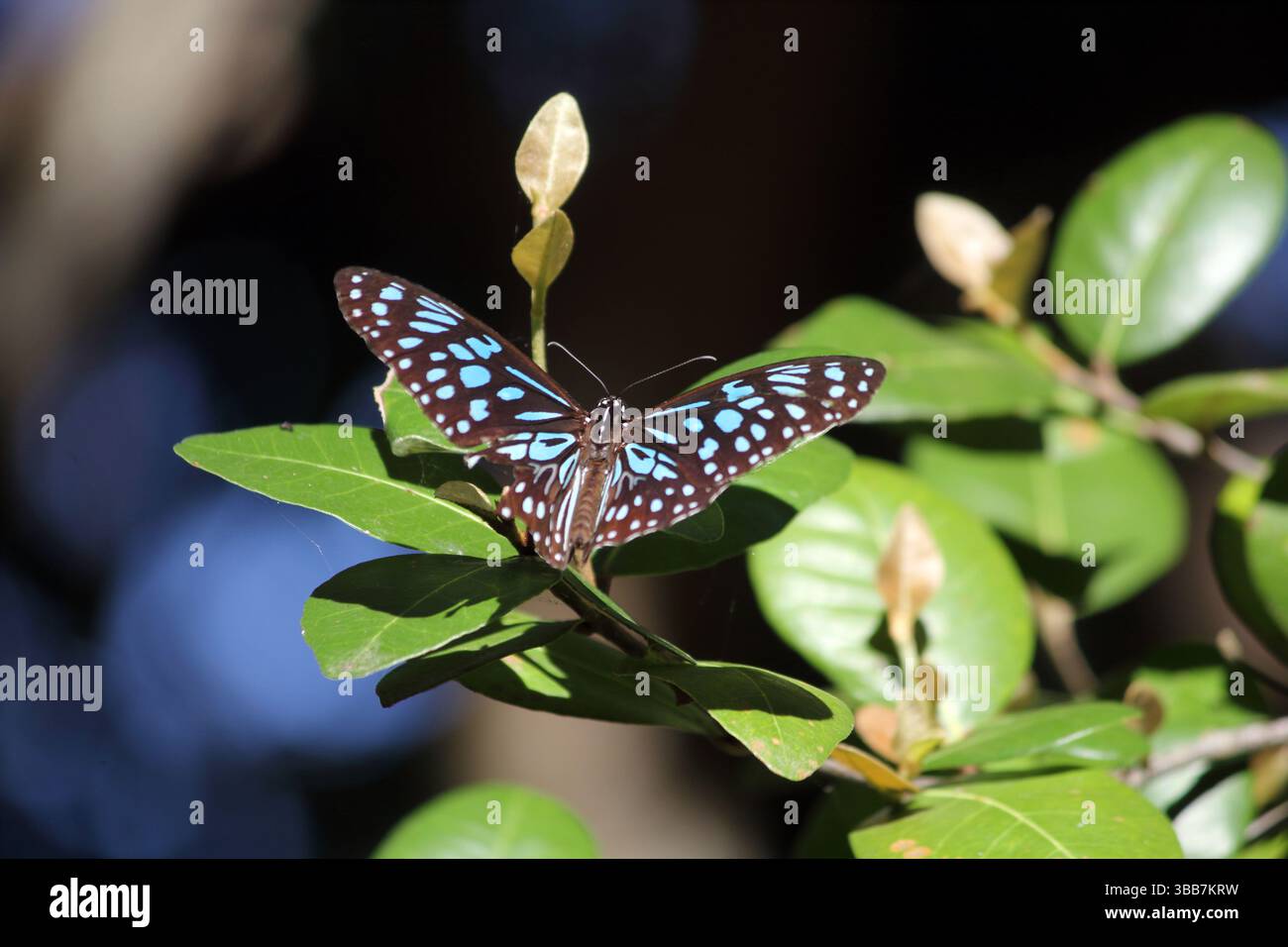 Insetto a farfalla tigre blu seduto su una foglia su una pianta in un giardino Foto Stock