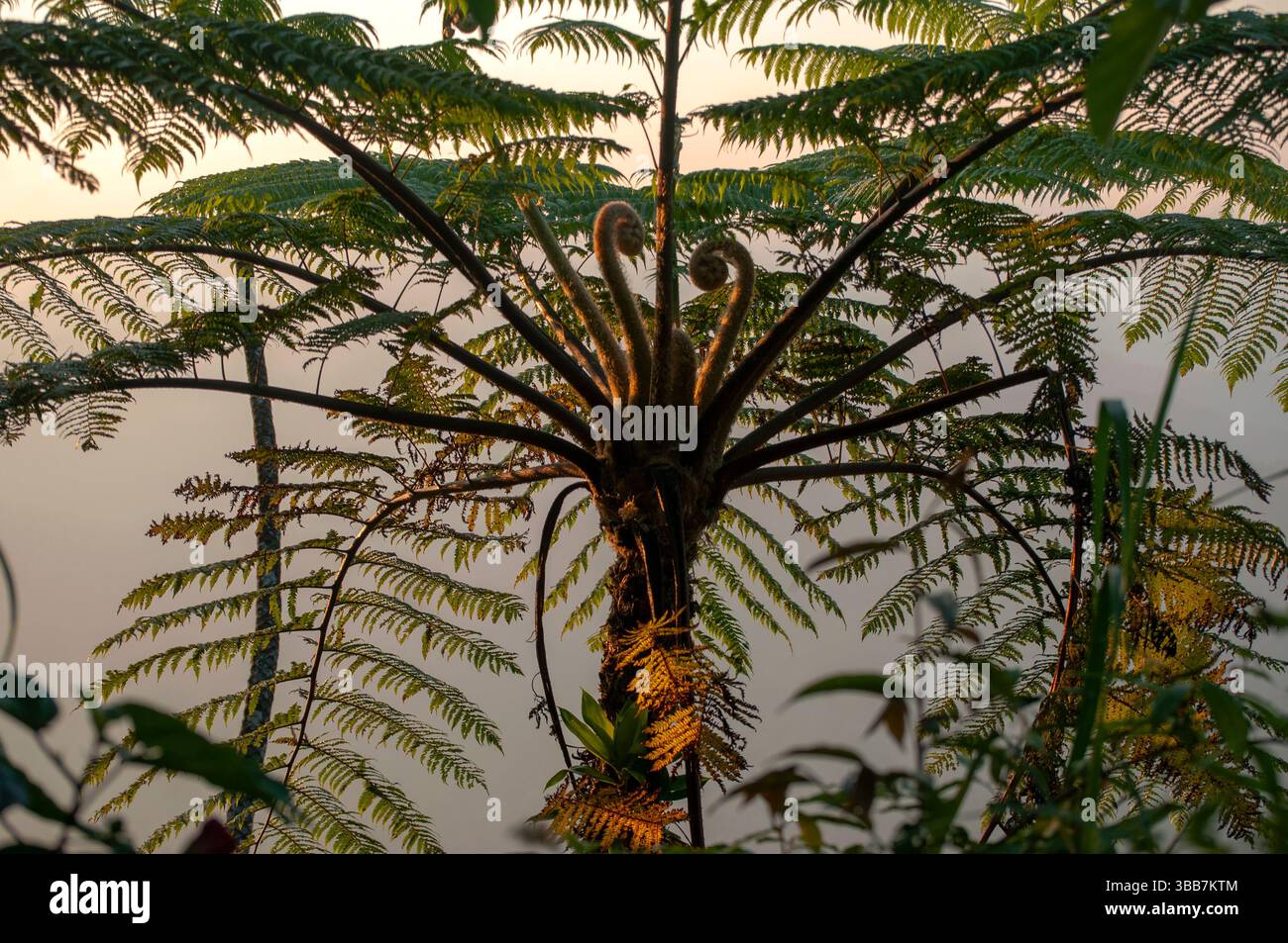 Felce selvatica che cresce nel suo habitat naturale, con intricate fronde verdi e vegetazione lussureggiante. Una rappresentazione della vegetazione della foresta tropicale e della natura Foto Stock