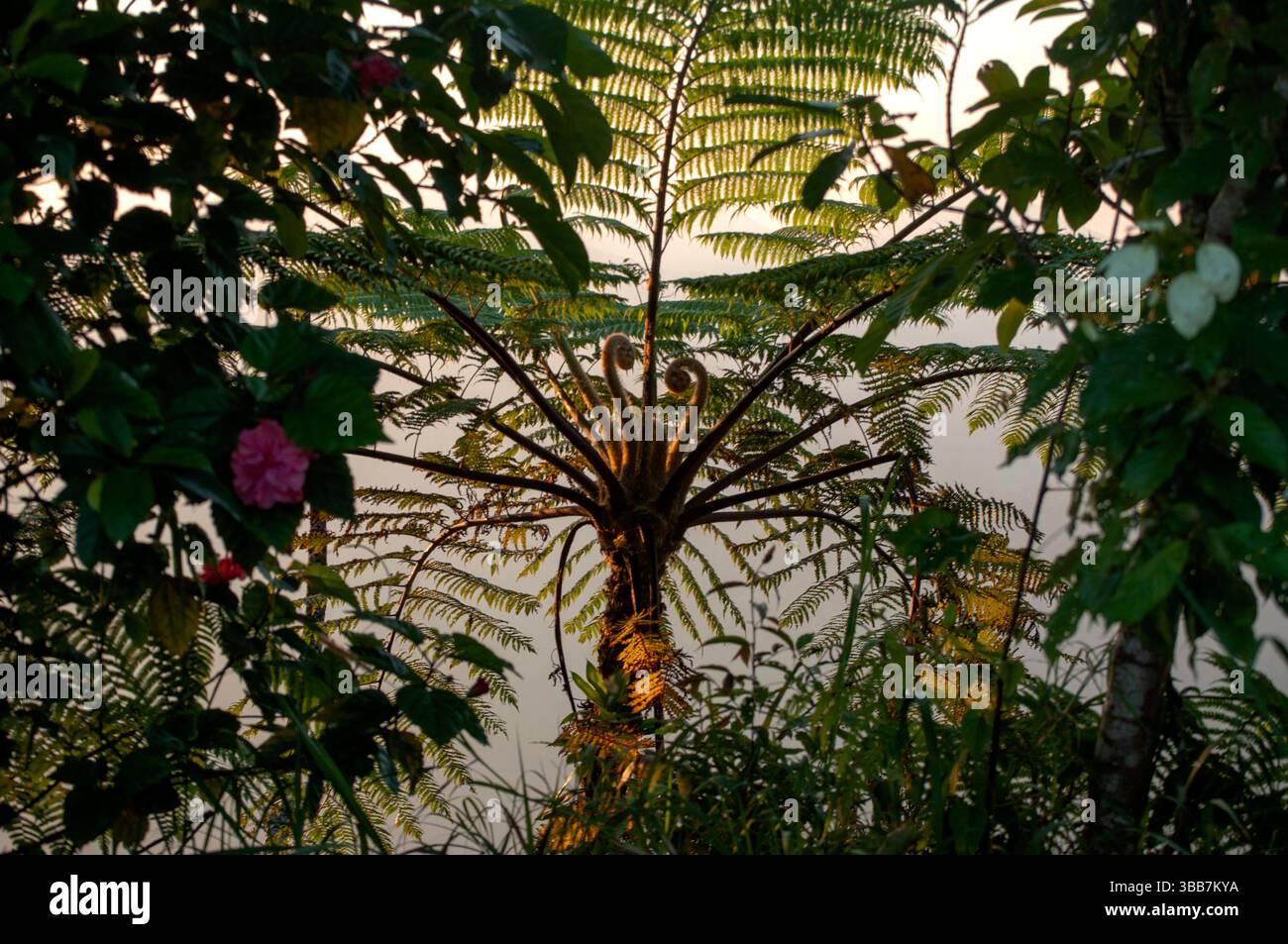 Felce selvatica che cresce nel suo habitat naturale, con intricate fronde verdi e vegetazione lussureggiante. Una rappresentazione della vegetazione della foresta tropicale e della natura Foto Stock