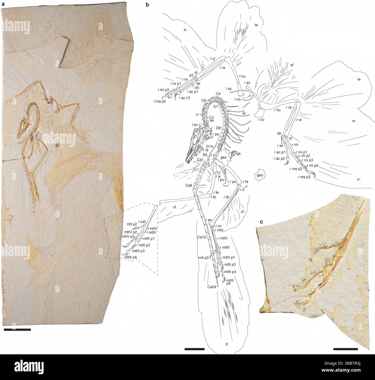 (250515) -- PECHINO, 15 maggio 2025 (Xinhua) -- questa foto non datata mostra due immagini insieme a un disegno interpretativo del "Chicago Archaeopteryx", un esemplare raccolto dal Field Museum of Natural History di Chicago, negli Stati Uniti. A SEGUIRE "China Focus: Il team di ricerca cinese-americano rivela nuovi dettagli sull'uccello originale del mondo" (Accademia cinese delle scienze/handout via Xinhua) Foto Stock