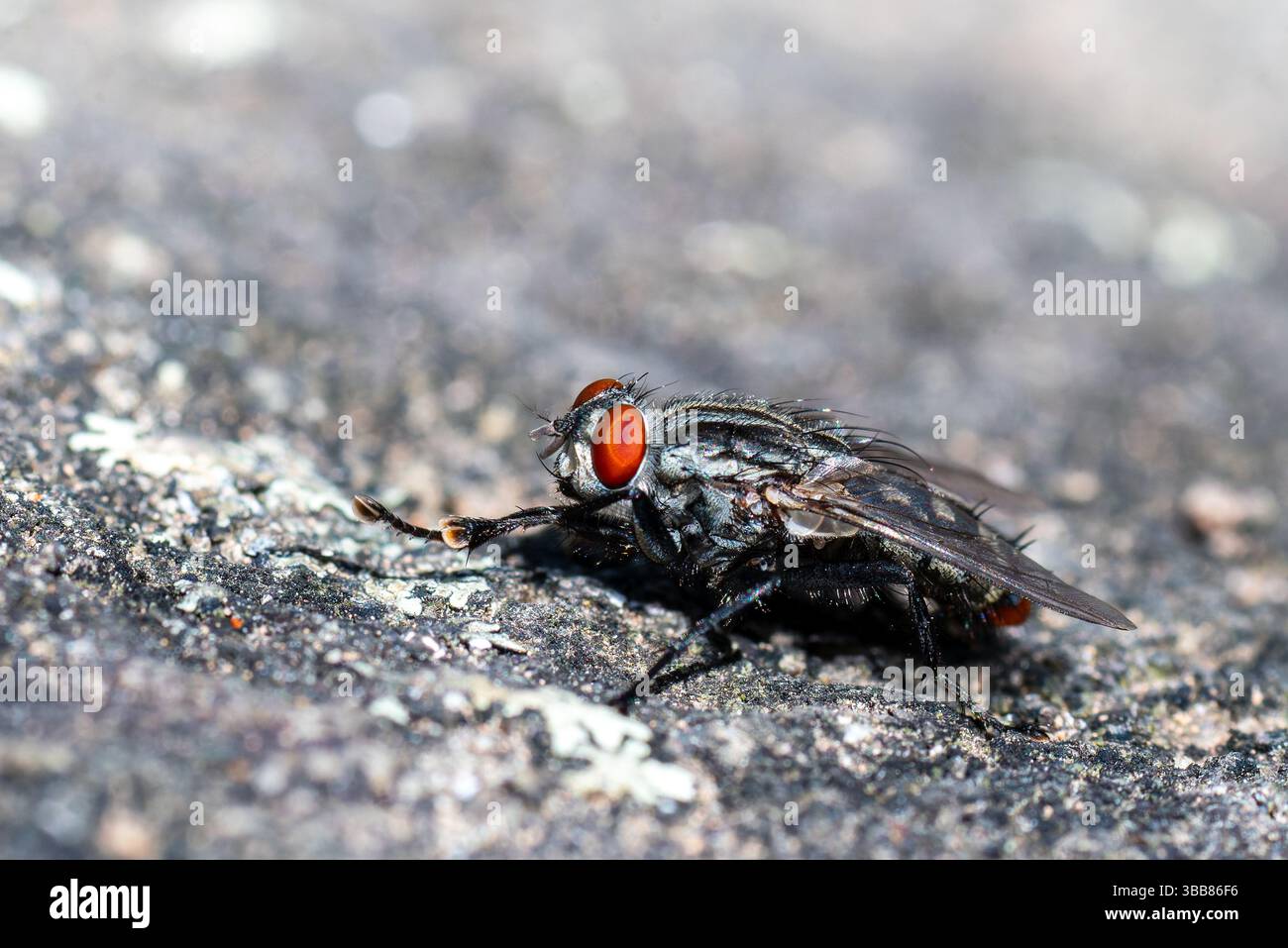 Mosca in carne (Sarcophagidae) con occhi rossi appoggiati sulla superficie rocciosa in Corsica, Francia. Foto Stock