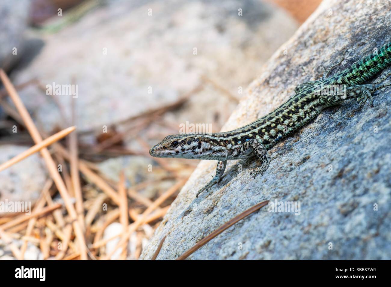 Lucertola del muro tirrenico Podarcis tiliguerta che si crogiola su una roccia in Corsica, Francia. Foto Stock