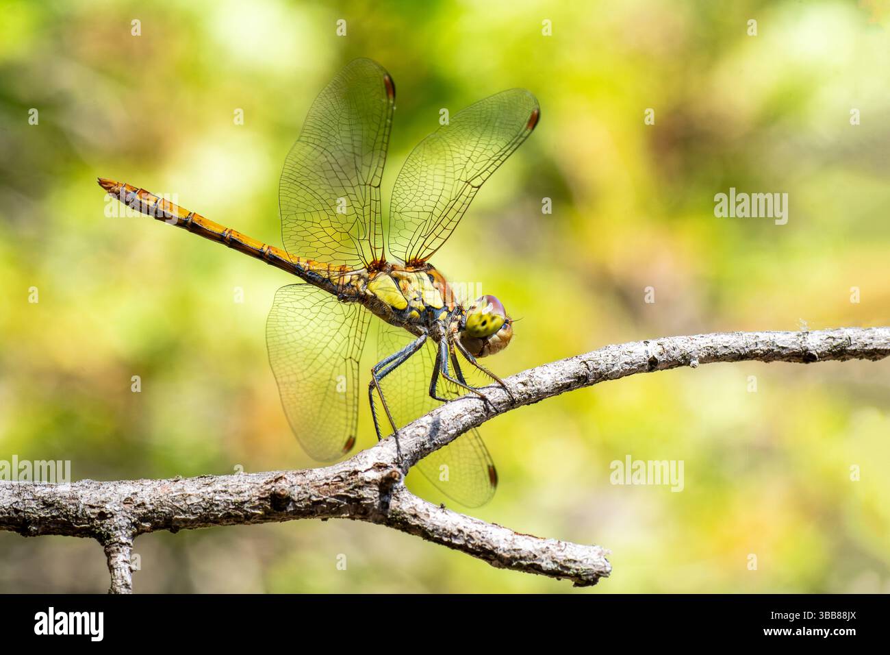 darter comune (Sympetrum striolatum) arroccato sul ramo, libellula della famiglia Libellulidae, Corsica, Francia Foto Stock