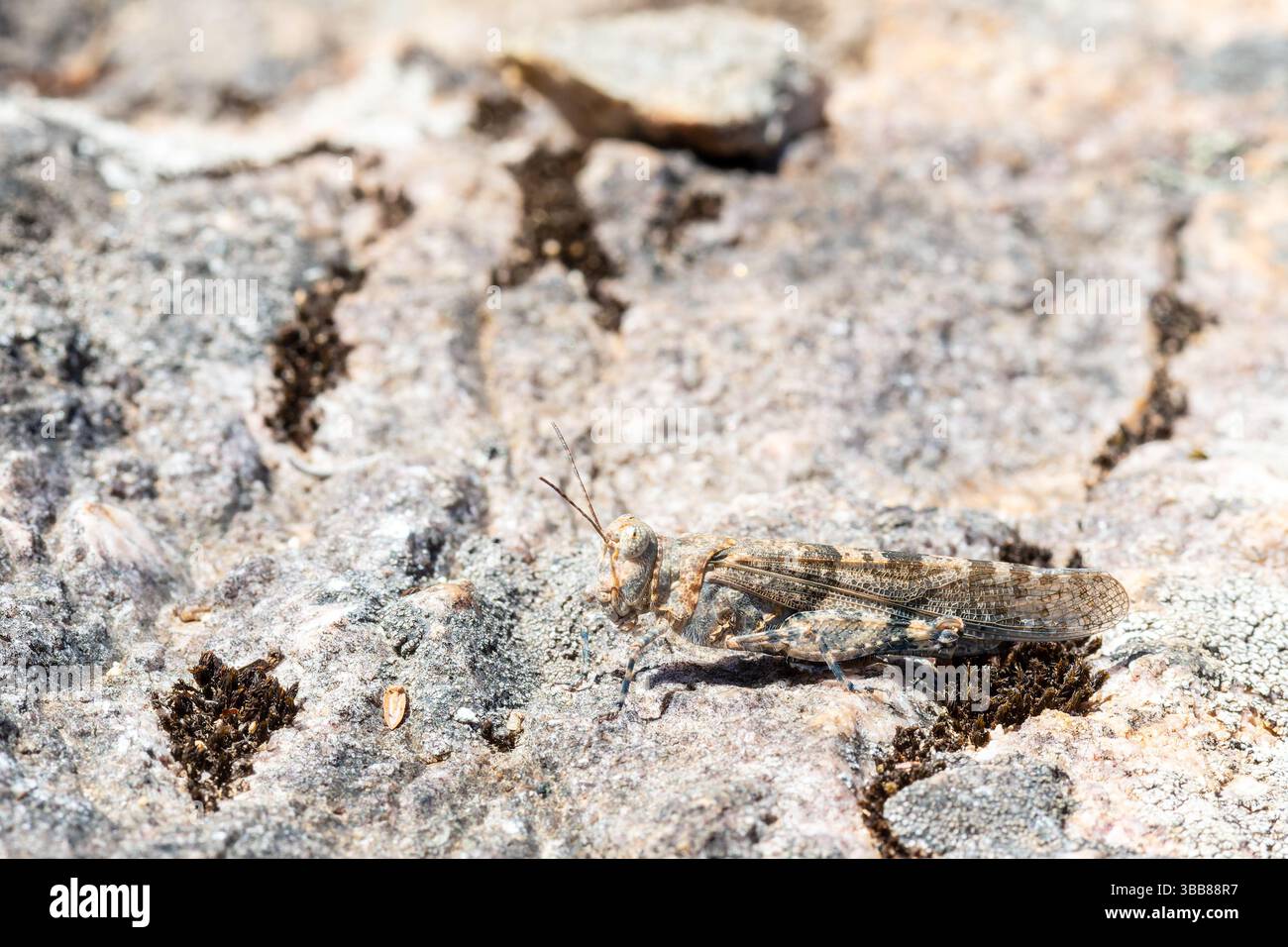 Cavalletta alata blu (Sphingonotus caerulans) mimetizzata su terreni rocciosi, famiglia Acrididae, Corsica, Francia Foto Stock