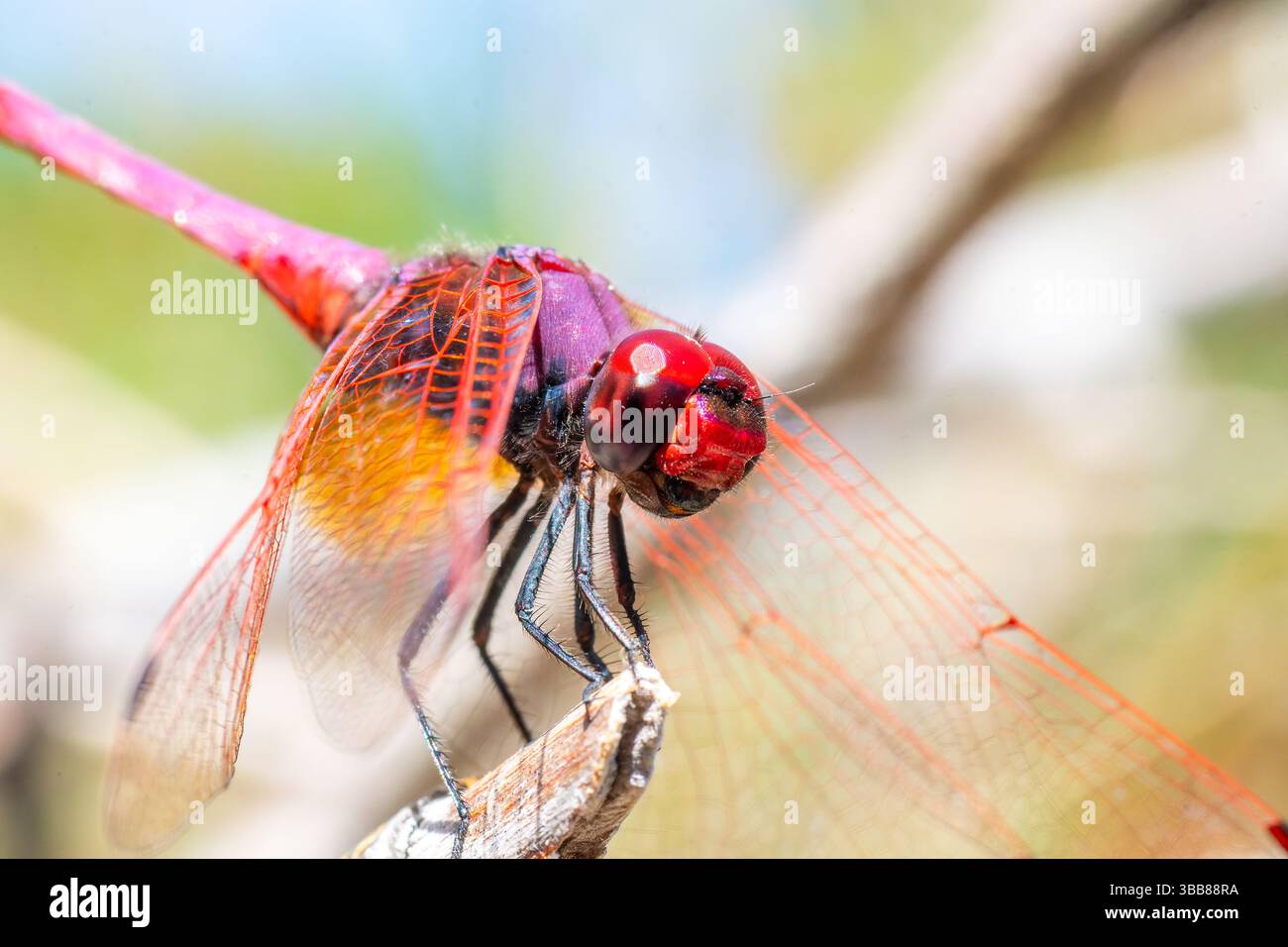 Macro di una libellula scarlatta (Crocothemis erythraea) maschio arroccato su un ramo in Corsica, Francia. Foto Stock