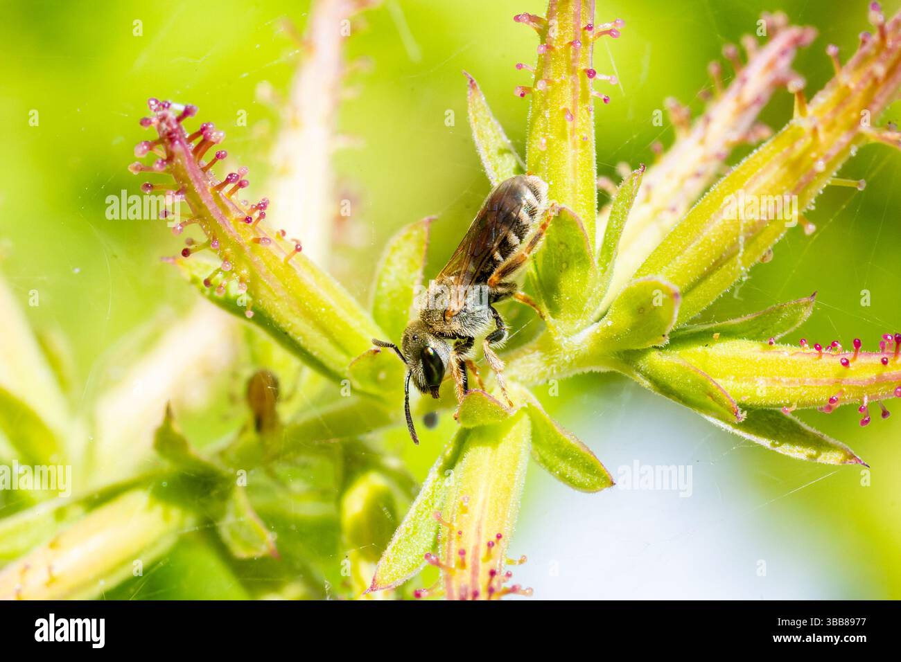 Macro di un’ape sudorifera (Lasioglossum sp.) Raccogliere polline su un fiore selvatico in Corsica, Francia. Foto Stock