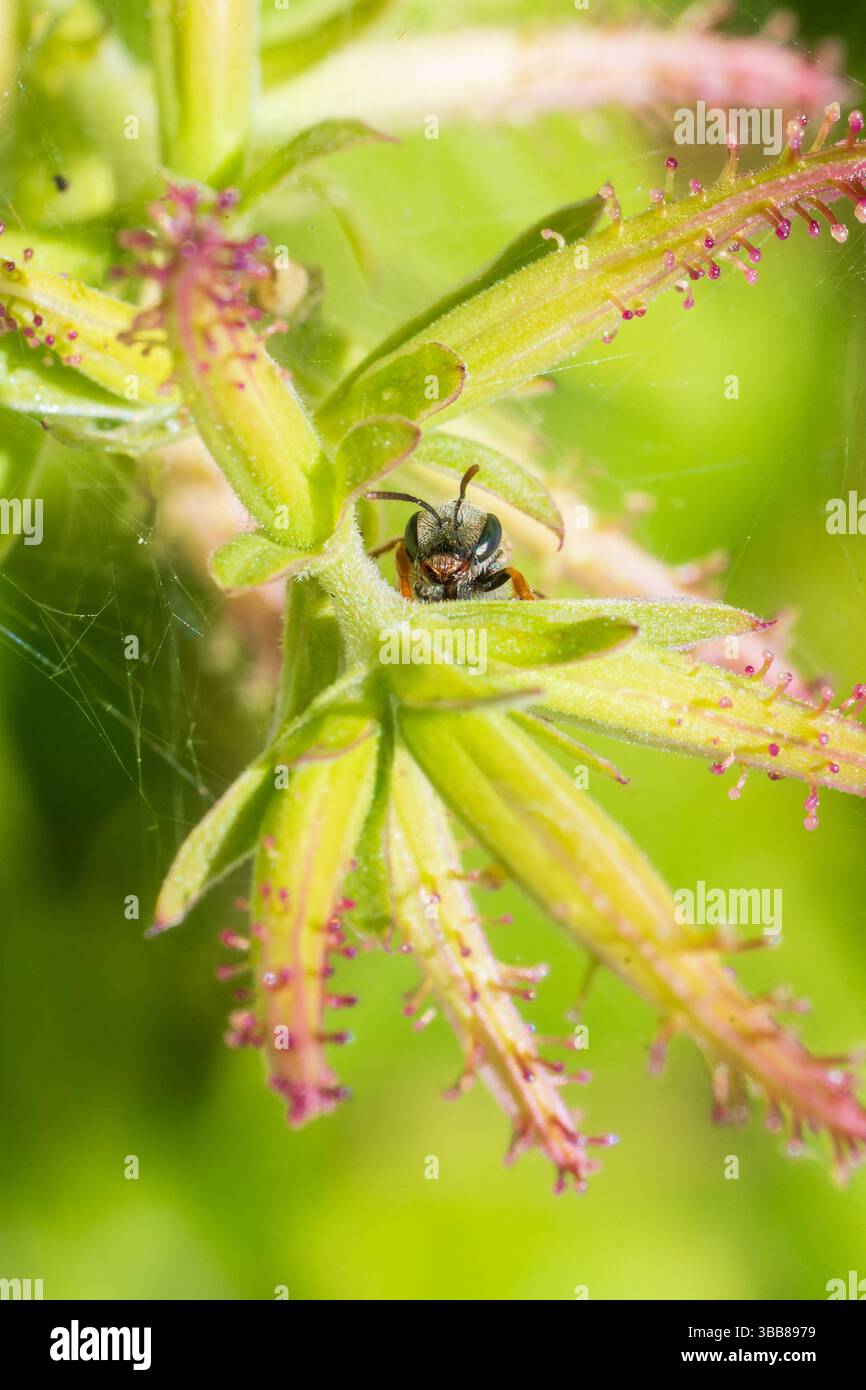 Macro di un’ape sudorifera (Lasioglossum sp.) Su un fiore selvatico in Corsica, Francia, che mostra un comportamento di impollinazione. Foto Stock