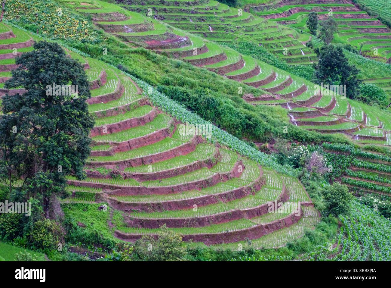 Un vivace arazzo di verde si dispiega lungo la collina, mostrando terrazze di riso meticolosamente lavorate. La combinazione di risaie e altre colture, Foto Stock