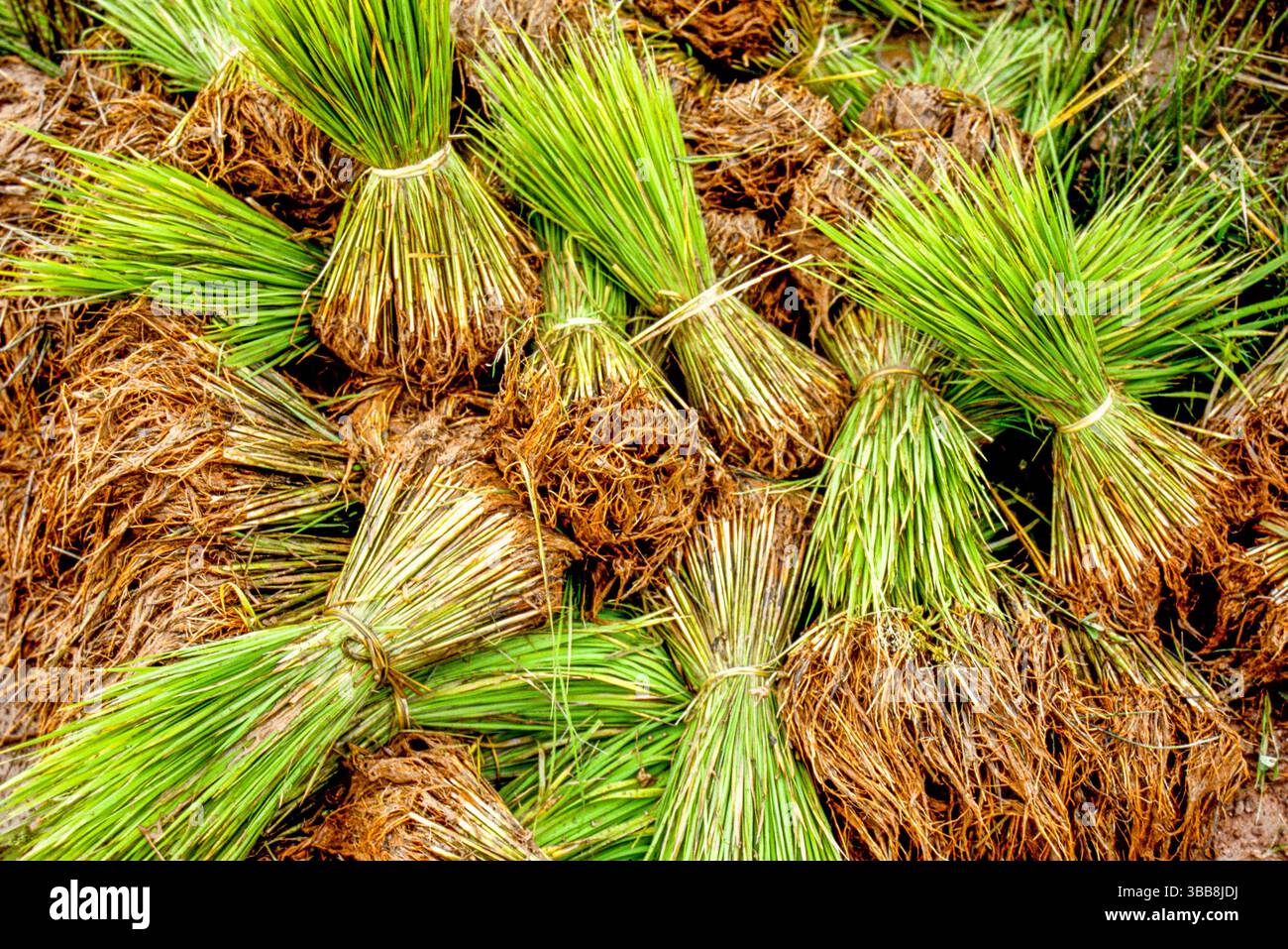 "Fasci di giovani piantine di riso, legate e pronte per il trapianto. Queste piantine saranno accuratamente piantate in risaie allagate, dove lo faranno Foto Stock