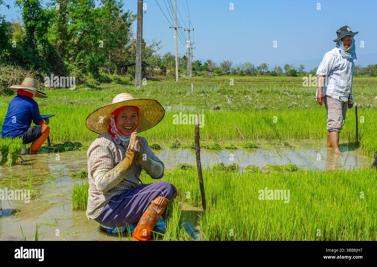 In una vivace risaia, gli agricoltori piantano diligentemente piantine di riso giovani. La donna in primo piano, che indossa un tradizionale cappello di paglia e guanti Foto Stock