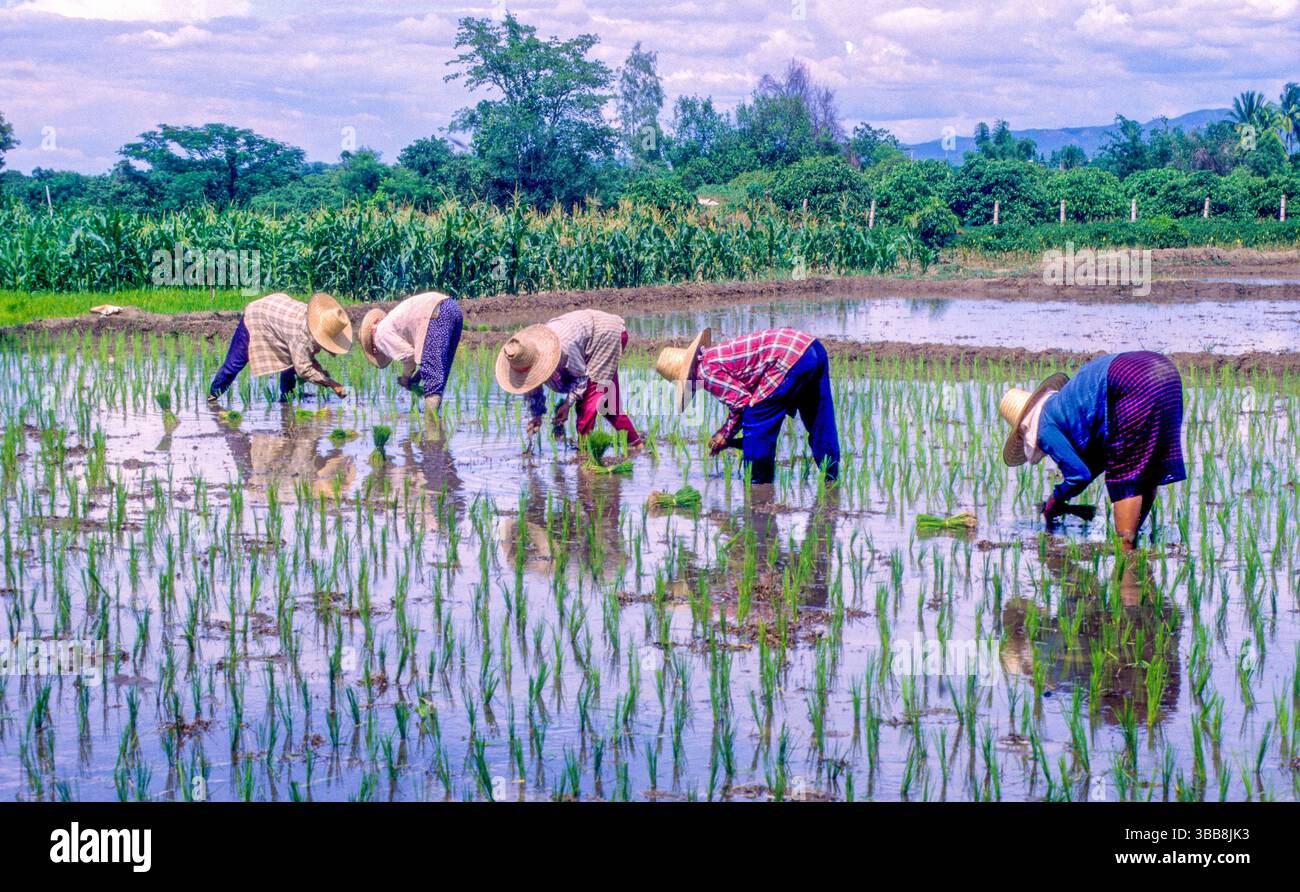 Sotto un cielo nuvoloso, una squadra di agricoltori con abiti colorati e cappelli di paglia si piegano su una risaia allagata. Stanno meticolosamente piantando del riso giovane Foto Stock