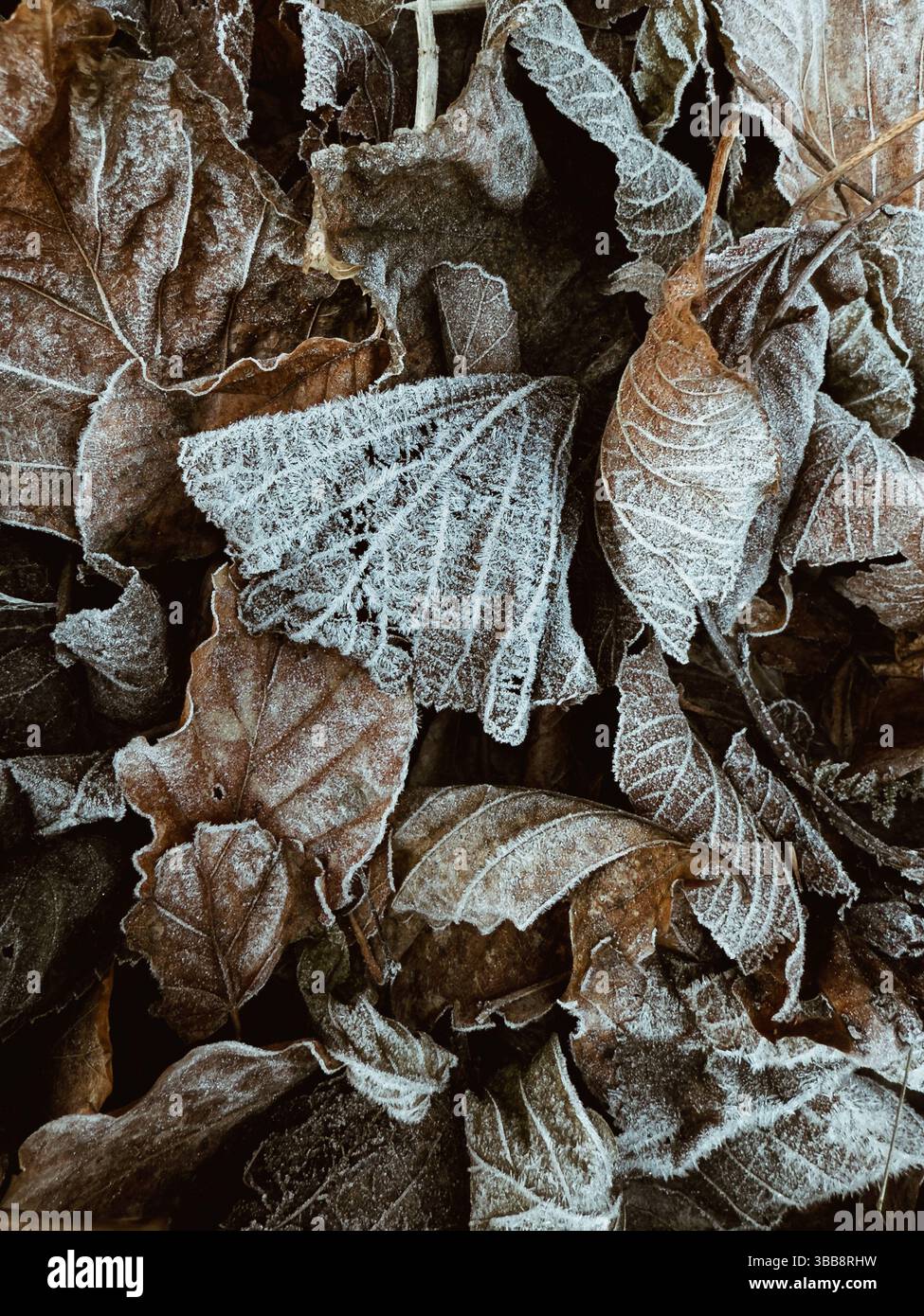 Frosty Fallen Leaves - Immagine stock catturata con smartphone