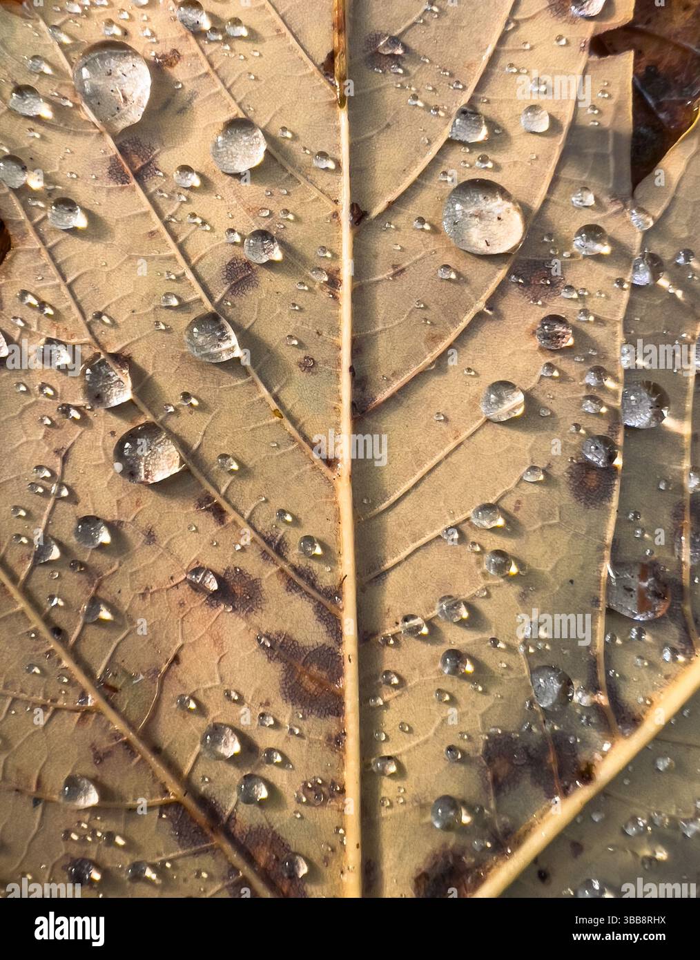 Foto macro da vicino di una foglia autunnale ricoperta di gocce d'acqua, che mostra texture e dettagli stagionali - Immagine stock catturata con smartphone