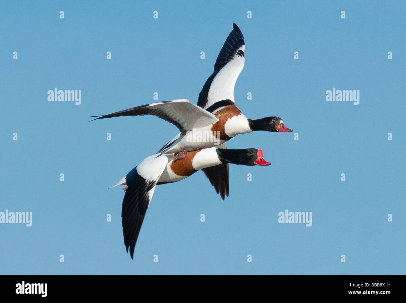 Arnside, Milnthorpe, Cumbria, Regno Unito. 15 maggio 2025. Shelducks che volano in formazione molto ravvicinata sul mare ad Arnside, Milnthorpe, Cumbria, Regno Unito crediti: John Eveson/Alamy Live News Foto Stock