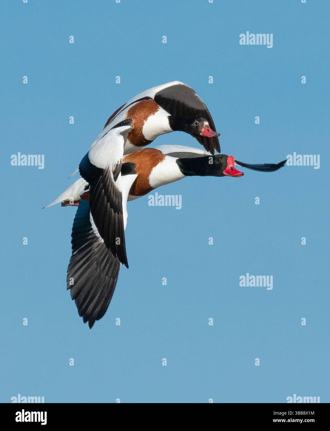 Arnside, Milnthorpe, Cumbria, Regno Unito. 15 maggio 2025. Shelducks che volano in formazione molto ravvicinata sul mare ad Arnside, Milnthorpe, Cumbria, Regno Unito crediti: John Eveson/Alamy Live News Foto Stock
