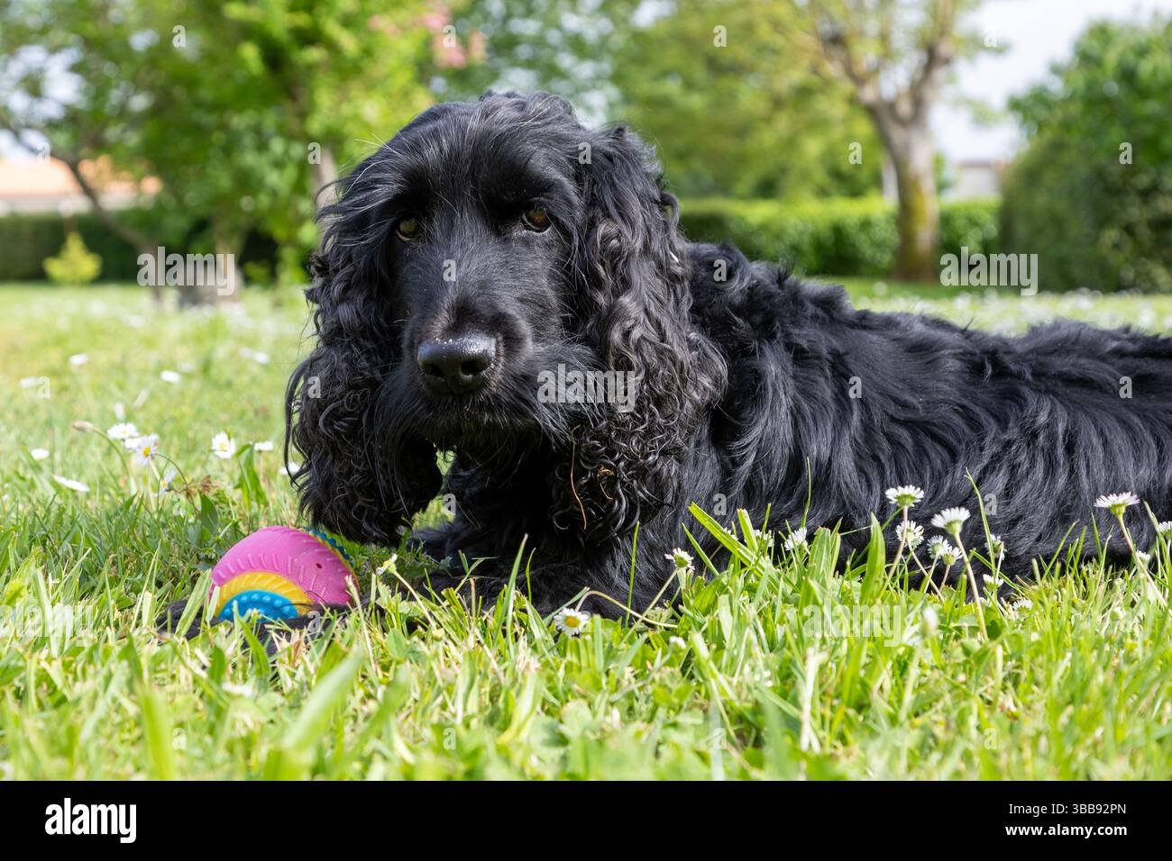cocker spaniel seduto sul pavimento con una palla Foto Stock