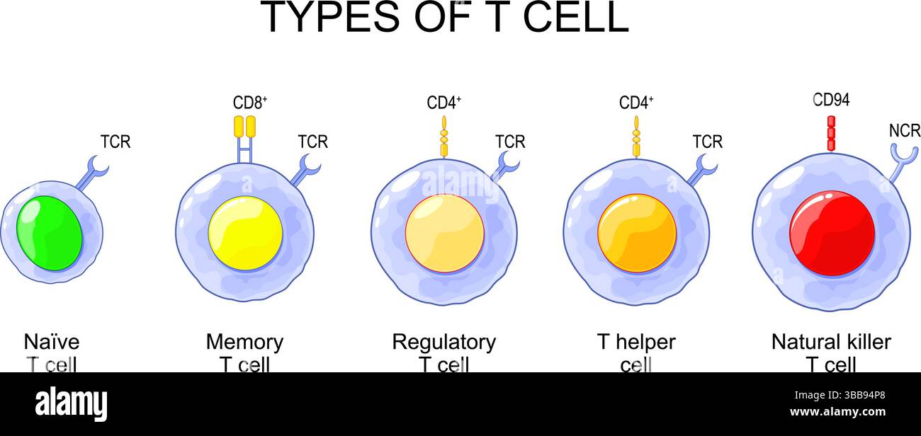 Tipi di cella T. Leucociti aiutanti e regolatori, Natural killer, Memory T-cell, linfociti ingenui. Illustrazione vettoriale. Poster medico. Schema Illustrazione Vettoriale