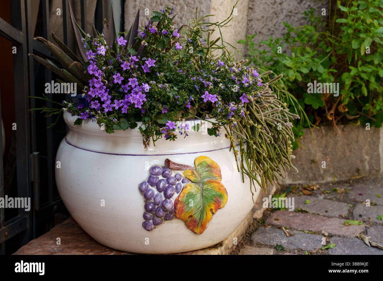 White Plant Bowl decorato con ornamenti e riempito con fiori di Bellflower Blooming Star (Campanula Isophylla) e Rhipsalis Baccifera si erge sul lastricato Foto Stock