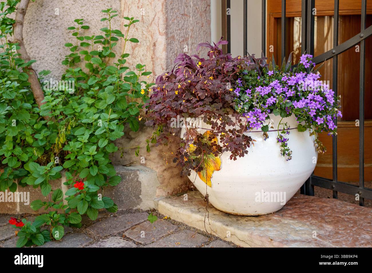 Ciotola per piante bianche riempita di ramello di legno a spirale fiorente (Oxalis spiralis) e fiori di Bellocchio a stella (Campanula Isophylla). A sinistra c'è Un saggio curante Foto Stock