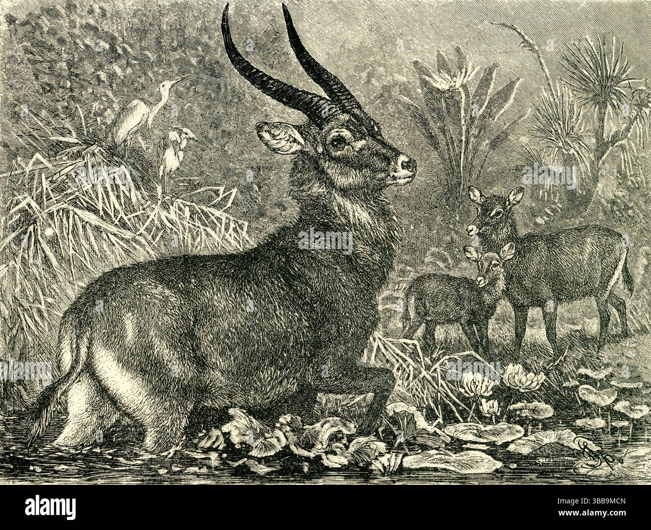 IL BUCK (Kobus ellipsiprymnus) - mandria di Waterbuck presso la riva del fiume Africano nella foresta delle paludi Foto Stock