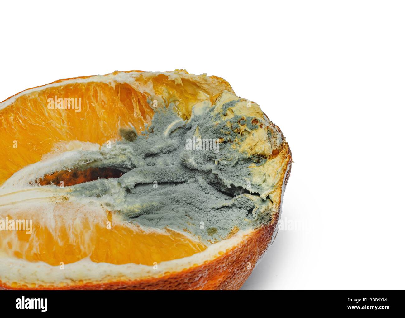 Macro di stampo grigio scuro su metà arancione. Superficie della polpa d'arancia, marciume e crescita fungina. Sfondo bianco, isolato Foto Stock