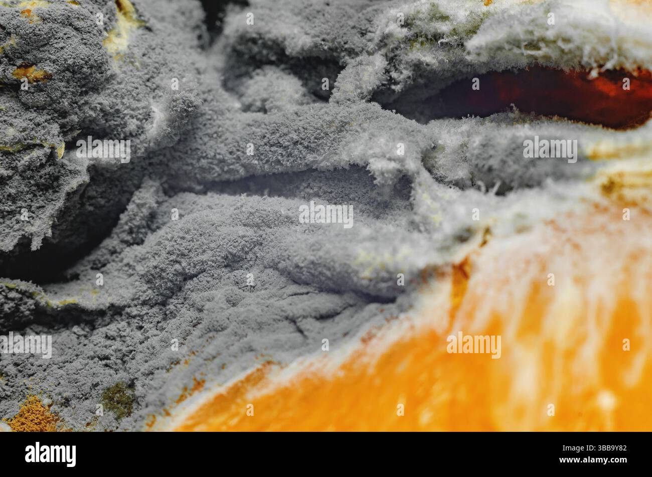 Macina di muffa scura grigia che cresce sulla superficie della polpa d'arancia, del marciume e della crescita fungina. Microbiologia, rifiuti alimentari Foto Stock